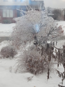 The pretty side of the ice storm